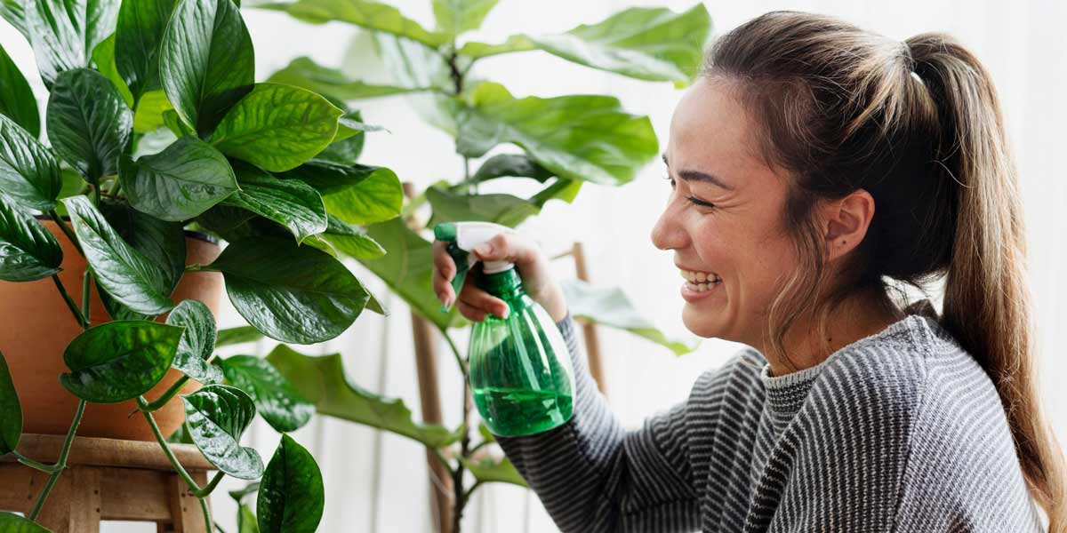 Incorporating Indoor Plants into Your Home Decor