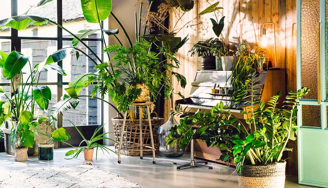 plants-large-furnishings
