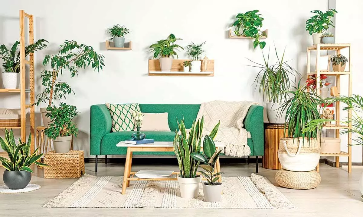 indoor green home-plants