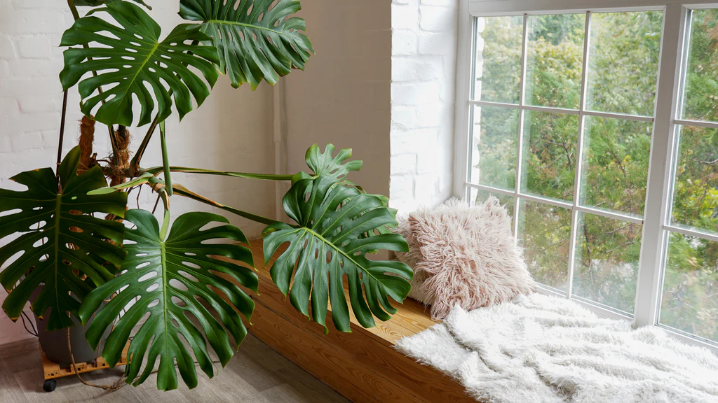 Incorporating Indoor Plants into Your Home Decor