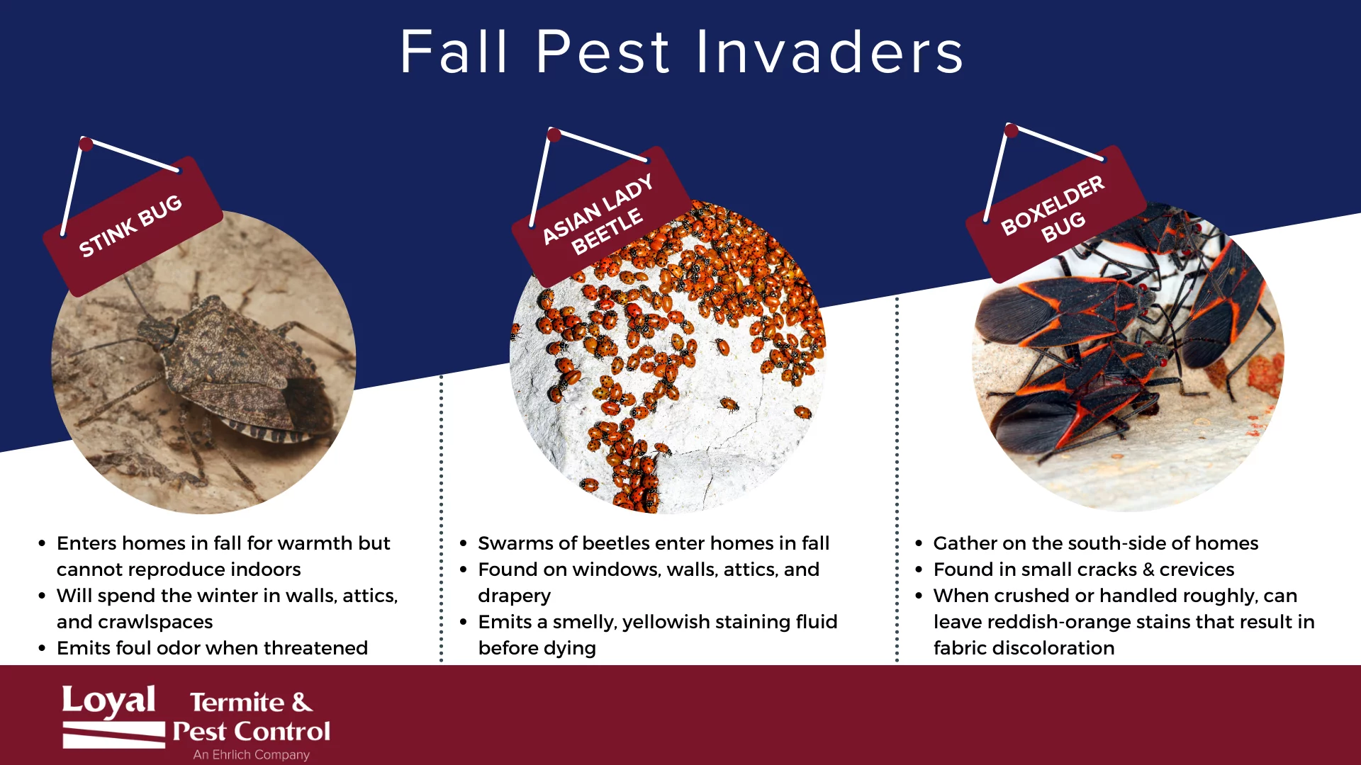 Understanding Pest Problems: Common Invaders and Why They Threaten Your Home