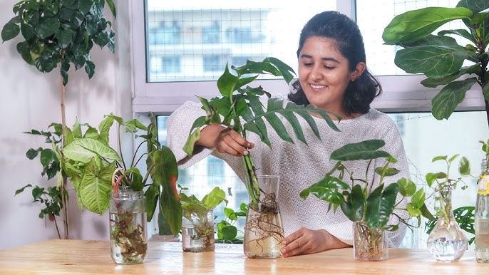 Incorporating Indoor Plants into Your Home Decor