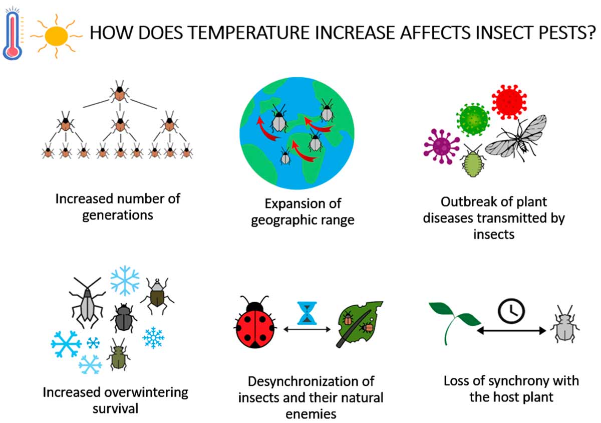 Infographic : Pest Control Services: Keeping Your Home Pest