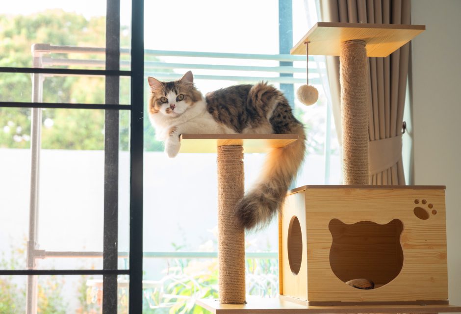 Pet-Friendly Home Design